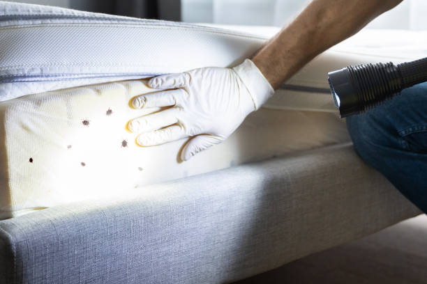 Best Local Pest Control Services  in New Franklin, MO