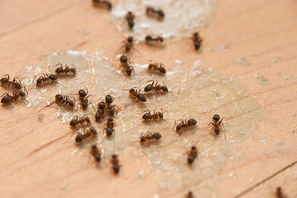  New Franklin, MO Pest Control Pros