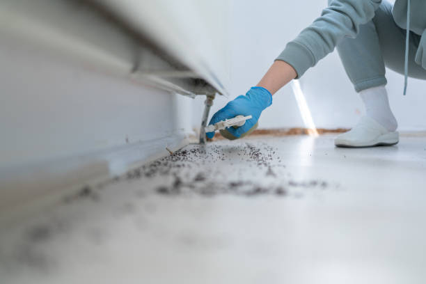 Best Affordable Pest Control Services  in New Franklin, MO